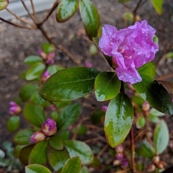 Meet your Posher, Rachael - Picture 1 of 1